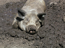 В 4 км от «зоны» в Славяновке застрелили больного кабана (карта)