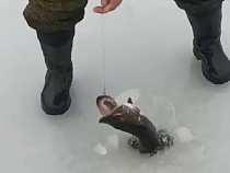В Калининградской области камикадзе показал свой улов на тонком льду