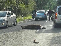 Посетитель Куршской косы сбил оленя