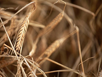 Под Зеленоградском на площади 400 га погиб озимый рапс 