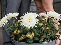 В Калининградскую область из Голландии заехал гриб-убийца