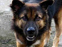 Суд взыскал в пользу покусанного собакой ребенка компенсацию в размере 50 тысяч рублей