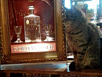 “Яндекс”: чаще всего калининградцы ищут рецепты трески и ликёра