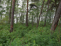 Пожароопасный сезон в Калининградской области официально начнётся с 25 марта