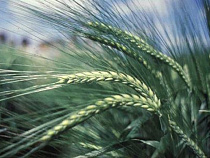 Страда: в Калининградской области завершается сбор озимого ячменя