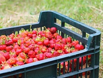 Привезённые из Турции 9 тонн клубники уничтожат в Калининграде 