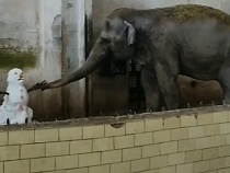 Что убило слониху из зоопарка в Калининграде