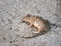 На “Лофте” в Доме советов удавилась крыса