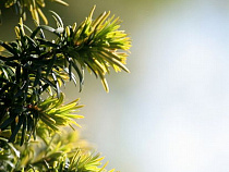 Под Калининградом взошло более миллиона семян ели