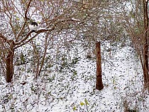 Как долго морозы продержатся в Калининградской области