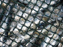 Двоих рыбаков оштрафовали на 100 тысяч рублей за гибель промысловых видов рыб