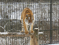 В Татьянин день зоопарк приглашает всех калининградцев на специальную программу