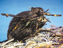 В Калининградской области идет охота на бобров…