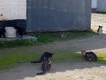 «Не осталось ни крыс, ни мышей»: в Гвардейске голодают кошки 