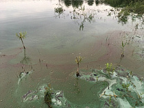 В озере Шенфлиз в Калининграде превышена норма фенола и нефтепродутов