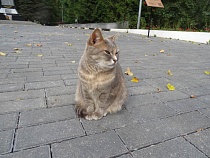 Памятник Ленину в Зеленоградске предложили дополнить изваянием кота