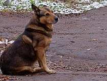 Заморившего голодом собаку фермера под Краснознаменском не стали сажать