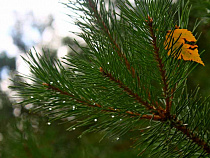 Алиханов о вырубке на Виштынце: Егорычев в течение недели разберётся