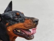 «Дал доберману команду «сожри»: хозяин особняка натравил собаку на детей