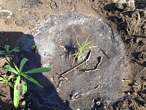 Соцсети: кедровые саженцы в Советске никто не вырывал