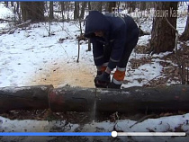 Мэрия выложила видео распилки деревьев в парке Теодора Кроне