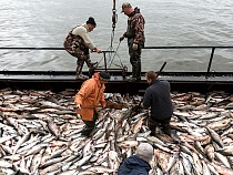 Россельхознадзор не пустил в регион 16 тонн лосося с Фарерских островов