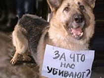 Калининградца за жестокое обращение с животным приговорили к полугоду исправительных работ
