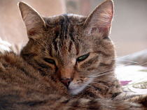 Вакансия мечты: в Зеленоградске ищут котошефа