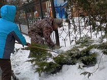 В Зеленоградске снег выскребают даже между иголками хвойных растений