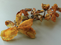 «Янтарь объединяет мир»