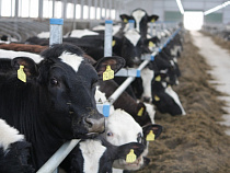 Дмитрий Медведев распорядился выделить Калининградской области 31,8 млн рублей на развитие молочного скотоводства