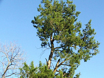 Житель Сахалина хочет подарить Зеленоградску 400 саженцев кедра