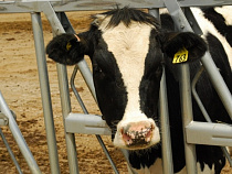 Дмитрий Медведев подписал распоряжение о выделении Калининградской области более 500 млн рублей на развитие животноводства