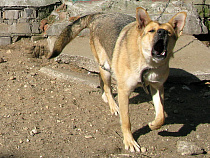 Очень-очень плохие собаки напали на школьников 