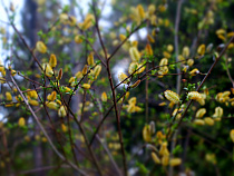 Калининград отмечает вербное воскресенье 