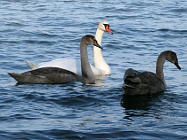 Птичий грипп по Калининграду не распространился