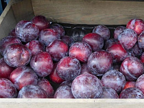 Россельхознадзор спас калининградцев от слив из Македонии