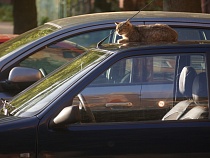 Власти раскрыли сумму долгов автомобилистов по транспортному налогу