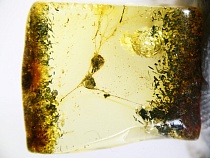 Калининград немеет от замершего в янтаре свидетеля свиней-терминаторов