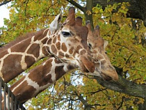 1 мая калининградский зоопарк откроет летний сезон