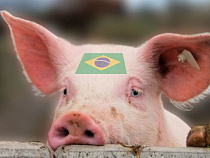 Бразильскую свинину пытались ввезти в Калининградскую область с нарушениями