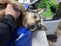 За нечеловеческие мучения пса возбудили дело на его владелицу