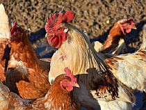 Мужик в расцвете сил ответил за кур