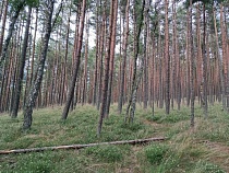 В Калининградской области впервые выявили катастрофическую болезнь сосны