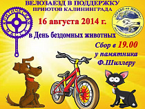 Во Всемирный день бездомных животных в Калининграде пройдет благотворительный велозаезд