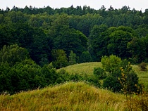 В Виштынецком парке незаконно вырубили 15 деревьев 