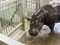 Зачем Калининградский зоопарк скрыл страшную смерть карликового бегемота?