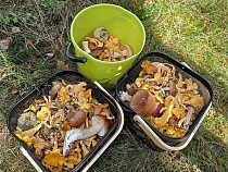 В Калининградской области подорожал грибной грех