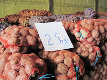 Начинающий калининградский фермер продает картошку по 20-25 рублей