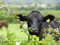 Житель Калининграда хотел купить корову в Интернете, а попал на деньги